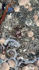 Pagurus hirsutiusculus