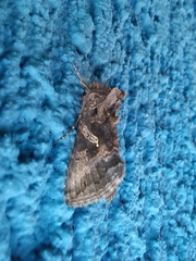 Chrysodeixis includens