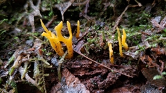 Calocera viscosa