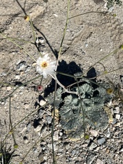 Atrichoseris platyphylla