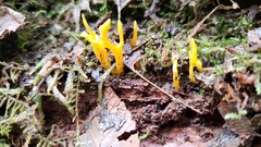 Calocera viscosa