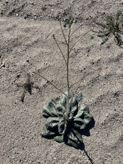 Atrichoseris platyphylla