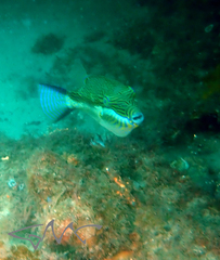 Canthigaster callisterna