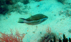 Canthigaster callisterna