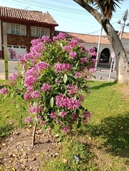 Fuchsia paniculata