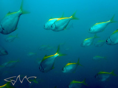 Schuettea scalaripinnis