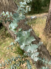 Eucalyptus crenulata