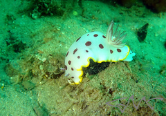 Goniobranchus splendidus