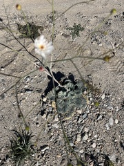 Atrichoseris platyphylla