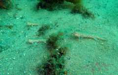 Istigobius hoesei