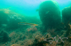 Trachinops taeniatus