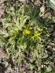 Sanicula arctopoides