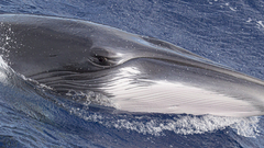 Balaenoptera acutorostrata