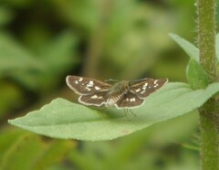 Dardarina salta