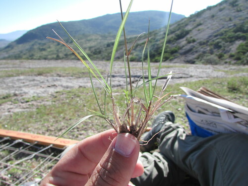 Andropogon tener, photograph 6
