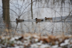 Mareca strepera strepera