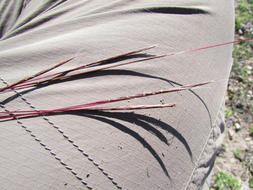 Andropogon tener, photograph 5