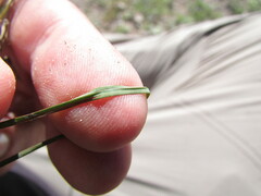Schizachyrium tenerum