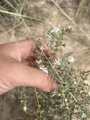 Teucrium racemosum