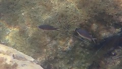 Azurina multilineata