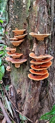 Rigidoporus