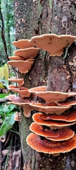 Rigidoporus