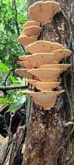 Rigidoporus