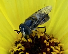 Copestylum marginatum