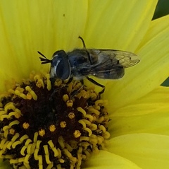 Copestylum marginatum