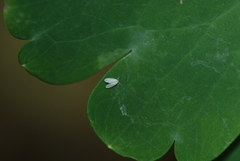 Aleyrodes proletella