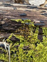 Callicladium imponens