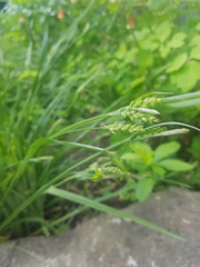 Carex blanda