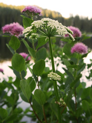 Ligusticum canbyi