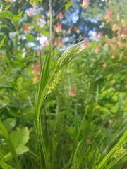 Carex blanda