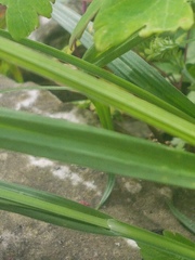 Carex blanda