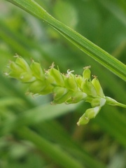 Carex blanda