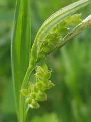 Carex blanda