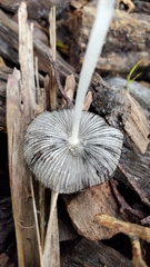 Lanatulae