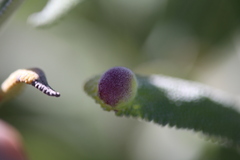 Rhopalomyia audibertiae