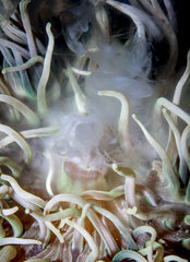 Macrodactyla doreensis