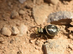 Heliophanus apiatus