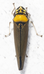 Graphocephala janzeni