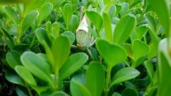 Stilpnochlora azteca