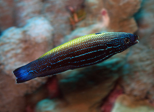 Yellowback tubelip (Labropsis xanthonota) — Labridae