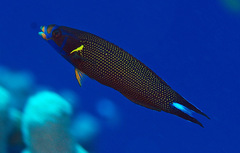 Labropsis xanthonota