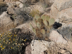 Opuntia diploursina