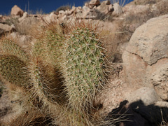 Opuntia diploursina