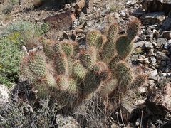 Opuntia diploursina