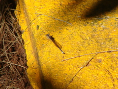 Argia