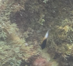 Stegastes partitus
